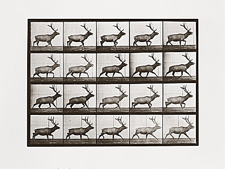 麋鹿,盘子,动物,移动,照片