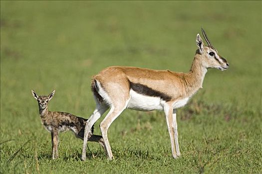 汤氏瞪羚,母兽,诞生,奋力,马赛马拉国家保护区,肯尼亚