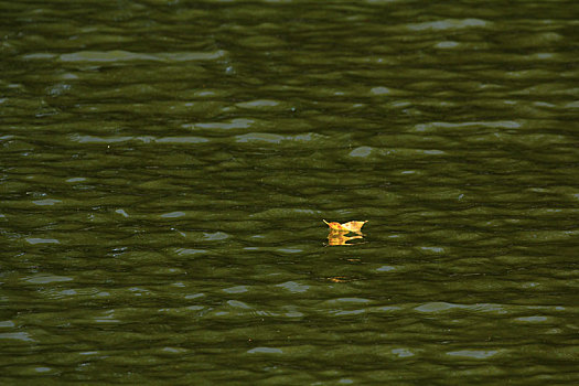 漂浮在水面上的一片黄叶