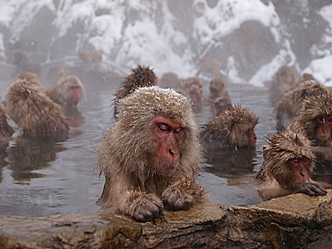 日本猕猴,雪猴,群,湿透,日本