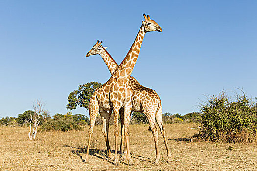 非洲,博茨瓦纳,乔贝国家公园,长颈鹿,站立,并排,靠近,乔贝,河,奥卡万戈三角洲