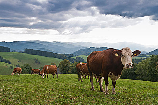 乳牛,黑森林,巴登符腾堡,德国,欧洲