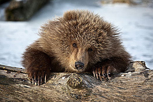 俘获,科迪亚克熊,上方,积雪,原木,阿拉斯加野生动物保护中心,阿拉斯加,冬天
