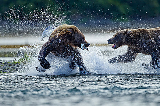 棕熊,争执,卵,三文鱼,抓住,河流,地理,港口,卡特麦国家公园,保存,西南方,阿拉斯加,夏天