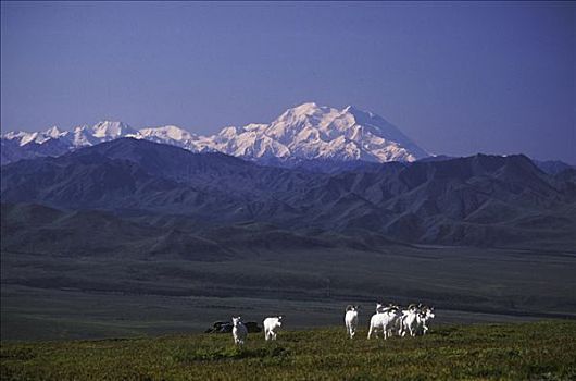 野大白羊,公羊,苔原,德纳里国家公园,麦金立山