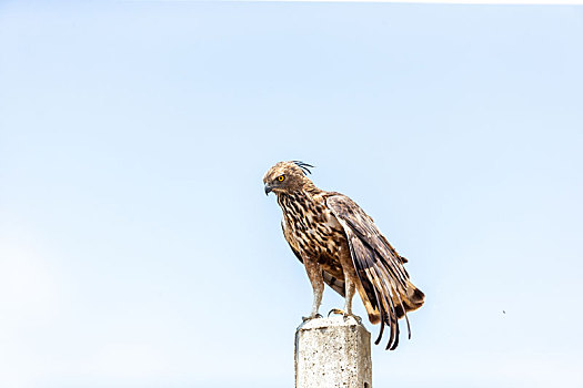 斯里兰卡国家公园里捕食的凤头鹰雕鸟
