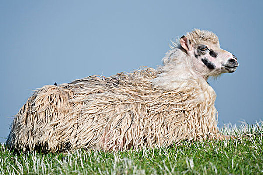绵羊,躺下,法罗群岛,丹麦,欧洲