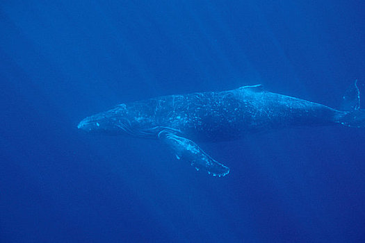 驼背鲸,光线,水中,毛伊岛,夏威夷