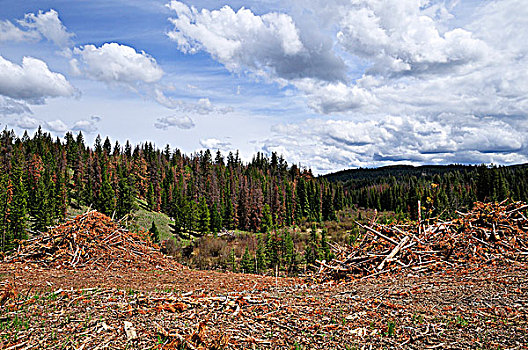 伐木,松树,破坏,区域,靠近,不列颠哥伦比亚省,加拿大