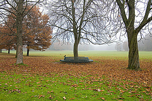 雾,公园,树,长椅