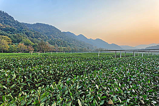 茶树,花园,乡村地区