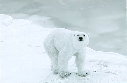 北极熊,走,冰,丘吉尔市,加拿大