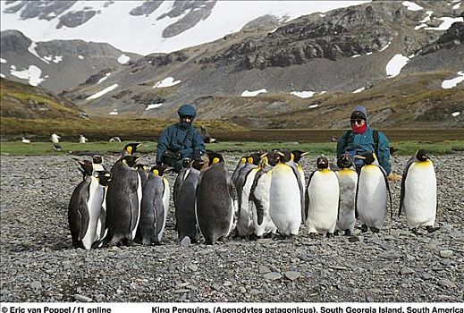 帝企鹅,动物,研究人员,海鸟,金港,南乔治亚,南美,企鹅