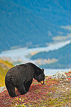 黑熊,觅食,浆果,山坡,靠近,小路,出口,冰河,山谷,背景,奇奈峡湾国家公园,阿拉斯加,秋天