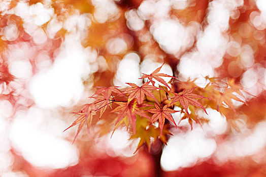 鸡爪枫,青枫,红叶,发光,秋天,模糊,阳光,日本,亚洲