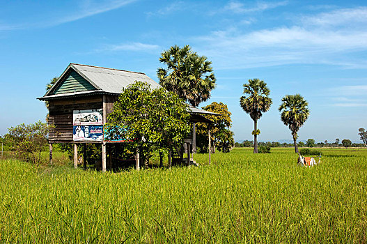 简单,房子,稻米,农民,地点,绿色,糖,棕榈树,背影,收获,柬埔寨,东南亚,亚洲
