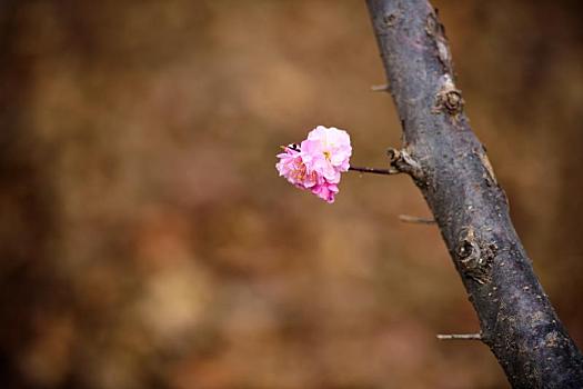 春天,公园里盛开的迎春花,樱花,桃花等