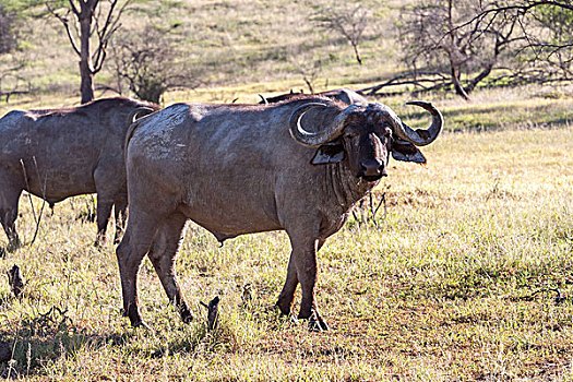 野生,非洲水牛,肯尼亚,非洲