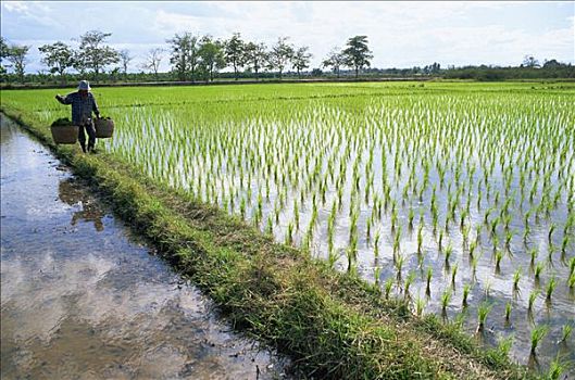 泰国,清迈,农民,稻田,地点