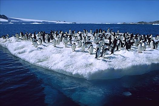 阿德利企鹅,群,浮冰,希望,湾,南极半岛,南极