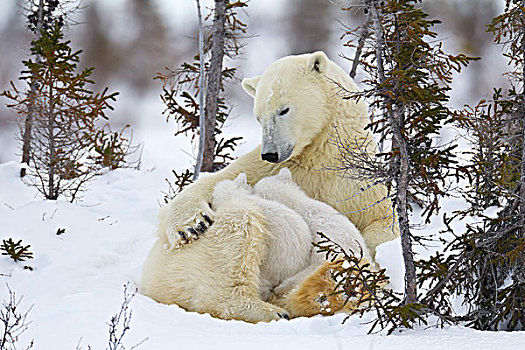 母兽,北极熊,进食,幼兽,瓦普斯克国家公园,曼尼托巴,加拿大