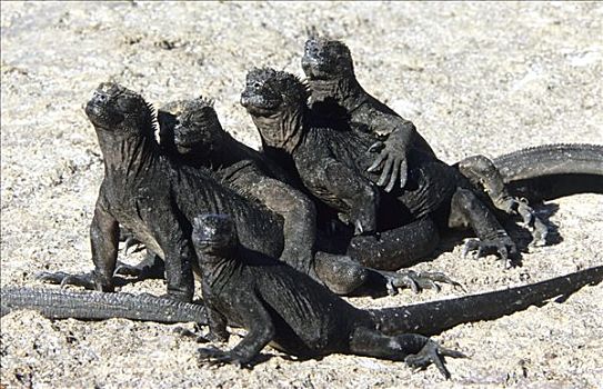 海鬣蜥,加拉帕戈斯