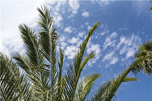 棕榈树,阴天