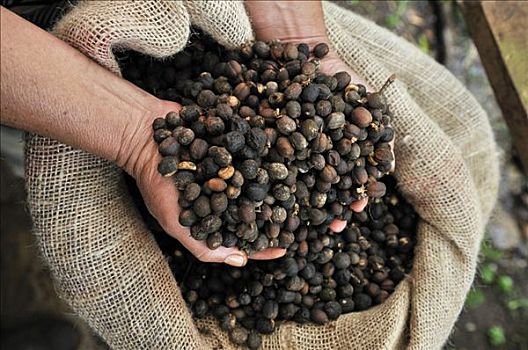手,咖啡豆,自然保护区,尼加拉瓜,中美洲