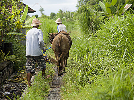 人,母牛,小路,巴厘岛,印度尼西亚