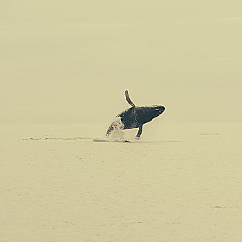 鲸跃,驼背鲸,冰河湾国家公园,小湾