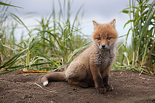 红狐,狐属,卡特麦国家公园,阿拉斯加
