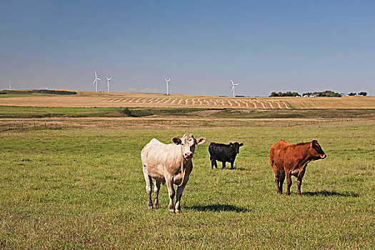 牛,放牧,土地,风轮机,背景,蓝天,靠近,艾伯塔省,加拿大