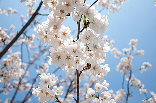 盛开的樱花特写