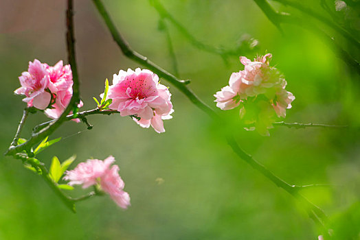 桃花朵朵开