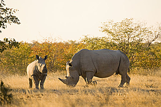 纳米比亚,露营,埃托沙国家公园,白犀牛,幼兽