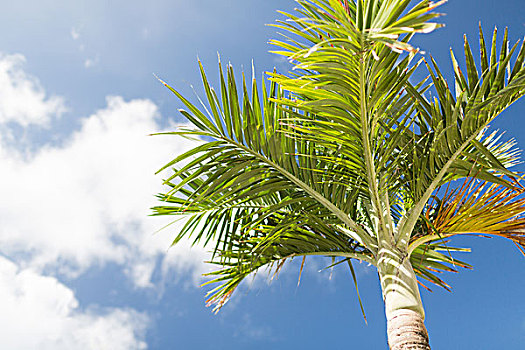 度假,自然,背景,概念,棕榈树,上方,蓝天,白云