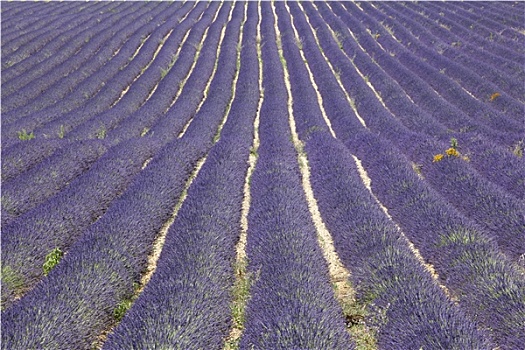 薰衣草种植区,法国