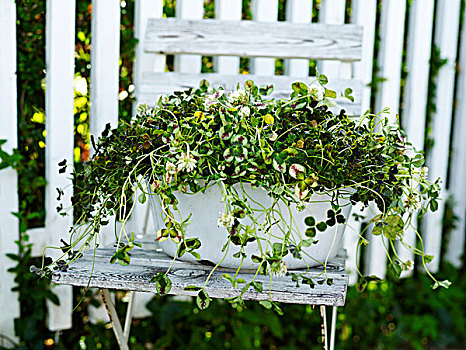 园艺植物,绿叶,花盆,折叠椅