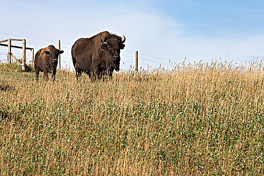 野牛,牧场,夹锭钳,溪流,艾伯塔省,加拿大