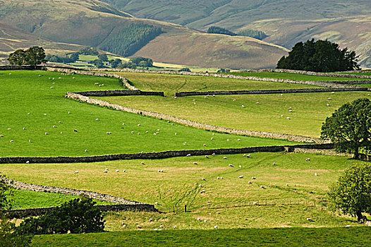 风景,农田,硬石,墙壁,绵羊,放牧,草场,靠近,坎布里亚,英格兰,英国,欧洲