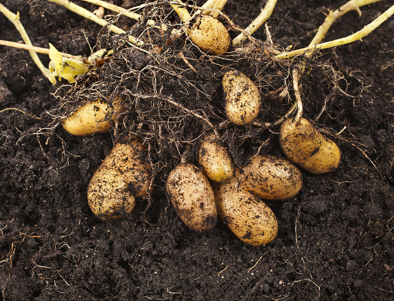 土豆,农作物,块茎,土地,泥土,表面_高清图片_全景视觉