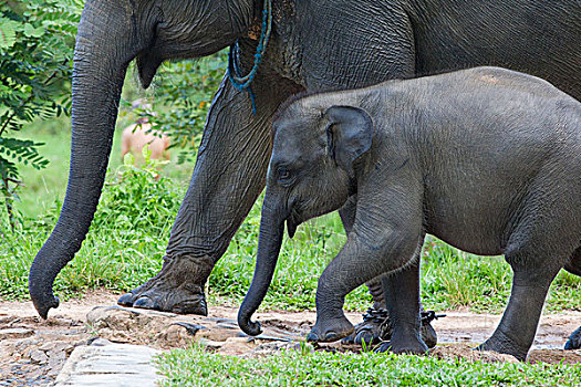 象属,家养,旅游,道路,大象,训练,中心,苏门答腊岛,印度尼西亚