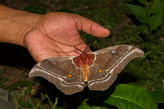 蛾子,展翼,国家公园,西部,马达加斯加,非洲