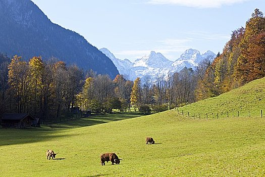 牛,放牧,绿色,草地,德国,俯视图