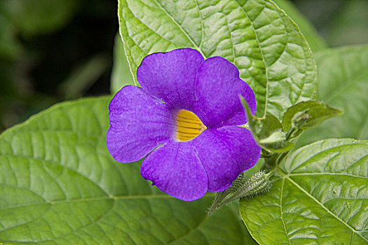 紫色,藤,花,毛伊岛,夏威夷