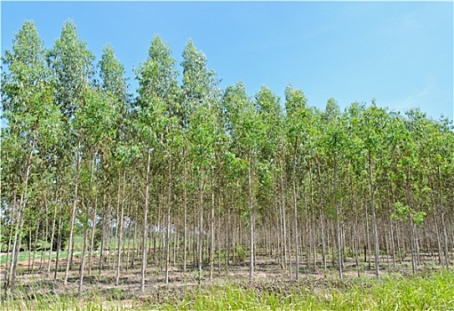 桉树,种植园,泰国