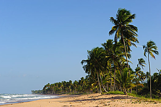 椰树,椰,多,海滩,半岛,南方,巴伊亚,巴西