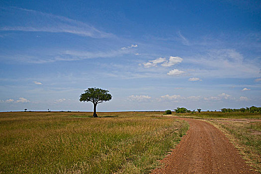 道路,肯尼亚,马赛马拉国家保护区