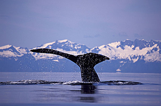 阿拉斯加,驼背鲸,大翅鲸属