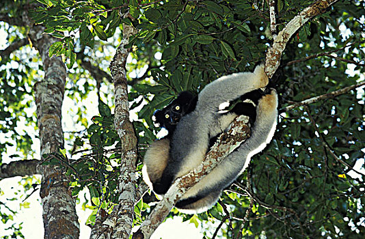 成年,栖息,树上,马达加斯加